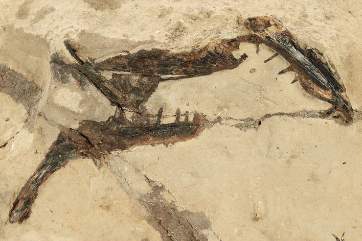 Fossil Fish Jaw Sections in Rock - Asfla, Morocco #270936